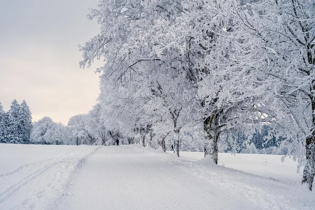 snow, landscape, trees, winter landscape, snow landscape, cold, covered in snow, nature, winter, snow, snow, snow, snow, winter, winter, winter, winter, winter. Winter-ready accessible entries in Edmonton and Winnipeg, what works at minus 30